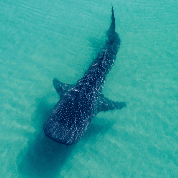 Tiburon ballena holbox 1
