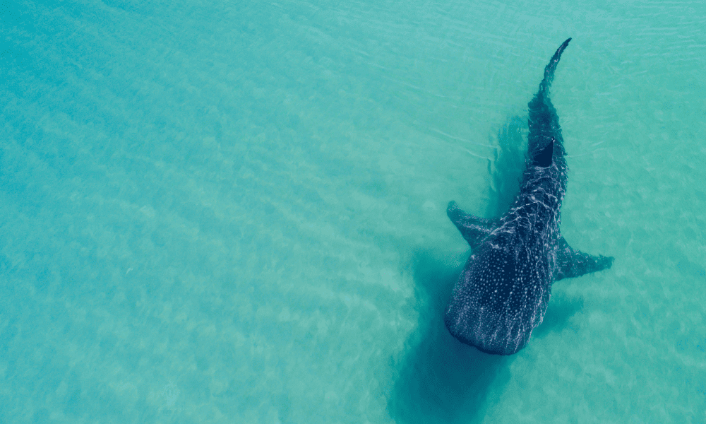 Vista cercana de un tiburón ballena en las aguas de Holbox