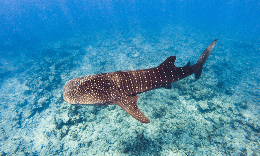 Turistas haciendo snorkel junto a un tiburón ballena en Holbox