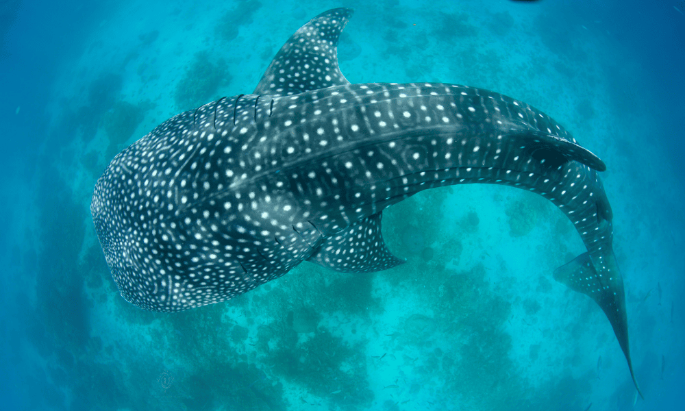 Tiburón ballena nadando cerca de la superficie en las aguas de Isla Holbox