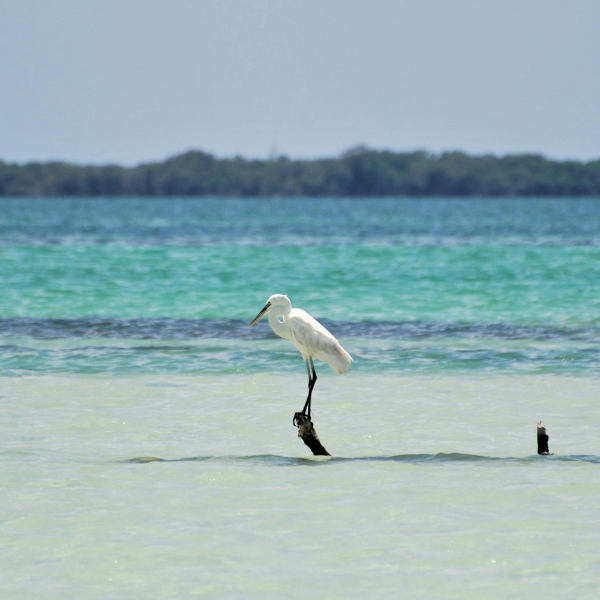 Gaviota volando sobre el mar de Isla Holbox
